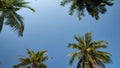 Tropical palm trees rise under blue sky and scorching sun Royalty Free Stock Photo