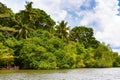 Tropical palm trees on the river bank. Royalty Free Stock Photo