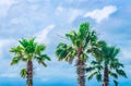 Tropical palm trees at scenic travel destination Royalty Free Stock Photo