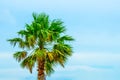 Tropical palm trees at scenic travel destination Royalty Free Stock Photo