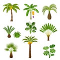 Tropical palm trees set. Exotic tropical plants Illustration of jungle nature Royalty Free Stock Photo