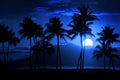 Tropical Palm Trees Silhouette Moon Light Royalty Free Stock Photo