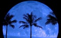 Tropical Palm Trees Silhouette Moon Light Royalty Free Stock Photo