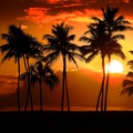 Tropical Palm Trees Silhouette Sunset or Sunrise Royalty Free Stock Photo