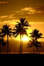 Tropical Palm Trees Silhouette Sunset or Sunrise Royalty Free Stock Photo