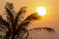 Tropical Palm Trees Silhouette Sunset or Sunrise. Coconut Trees Silhouette Sunset or Sunrise Royalty Free Stock Photo