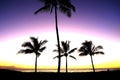 Tropical Palm Trees Silhouette Sunset or Sunrise Royalty Free Stock Photo