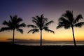 Tropical Palm Trees Silhouette Sunset or Sunrise Royalty Free Stock Photo