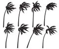 Tropical Palm Trees Silhouette in Wind Storm Royalty Free Stock Photo