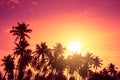 Tropical palm trees silhouettes at sunset. Vivid tropical beach sunset with big warm shining sun Royalty Free Stock Photo