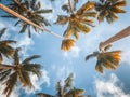 Tropical palm trees with sun light on blue sky Royalty Free Stock Photo