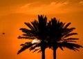 Tropical palm trees sunset orange sky Royalty Free Stock Photo