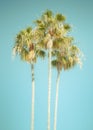 Tropical palm trees with vintage retro tone filter Royalty Free Stock Photo