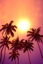 Tropical palm trees at vivid sunset Royalty Free Stock Photo