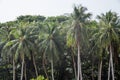 Tropical palm treetops the jungles during sunny day at the island Manadhoo the capital of Noonu atoll Royalty Free Stock Photo