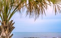 Tropical Palmetto Tree On Beach