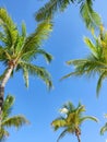 Tropical palms against blue sky background