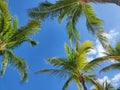 Tropical palms against blue sky background