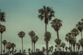 Tropical Palms against a clear Blue Sky Royalty Free Stock Photo