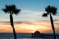 Tropical palms along Californian beaches.