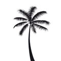 Tropical palms black silhouette, exotic tree