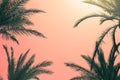 Tropical palms on coral pink sky abstract Summer trendy background