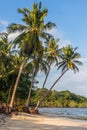 Tropical Palm trees, Thung Wua Laen Beach Royalty Free Stock Photo