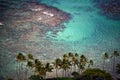 Tropical Palms in Paradise, Oahu Hawaii, Turquoise Ocean