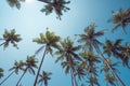 Tropical palms perspective view with shining sun Royalty Free Stock Photo