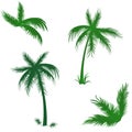 Tropical palms set