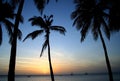 Tropical Palms at Sunset