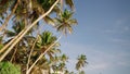 Tropical palms sway against blue sky, gentle breeze at beachfront locale. Green fronds Rustle, tranquil scene at sunny