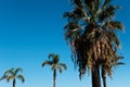 Tropical palms tree on the beach in the wind against the blue sky, background. Royalty Free Stock Photo