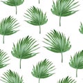Tropical palms, white background. Seamless pattern. Jungle foliage illustration. Royalty Free Stock Photo