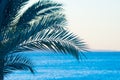 Tropical palmtree Royalty Free Stock Photo