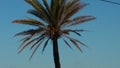 Tropical palmtree