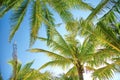 Tropical Palmtree