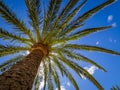 Tropical palmtree in midday Royalty Free Stock Photo