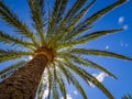 Tropical palmtree in midday