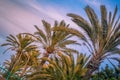 Tropical palmtrees Royalty Free Stock Photo