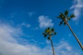 Tropical palmtrees Royalty Free Stock Photo