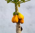 Tropical papaya fruits hanging on papaya tree, exotic food