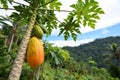 Tropical Papaya Fruit on the Tree Royalty Free Stock Photo