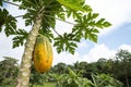 Tropical Papaya Fruit on the Tree Royalty Free Stock Photo