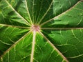 Tropical PapayaÃ¢â¬â¹ green leeves, nature summer forest plant.Bright, background.