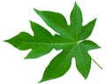 Tropical Papaya leaf isolated on white background Royalty Free Stock Photo