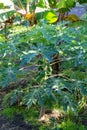 Tropical papaya tree with papaya fruits close up