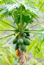 Tropical papaya tree with papaya fruits close up