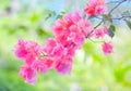 Tropical paper-like bougainvillea