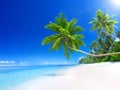 Tropical Paradise Beach with Palm Tree Royalty Free Stock Photo